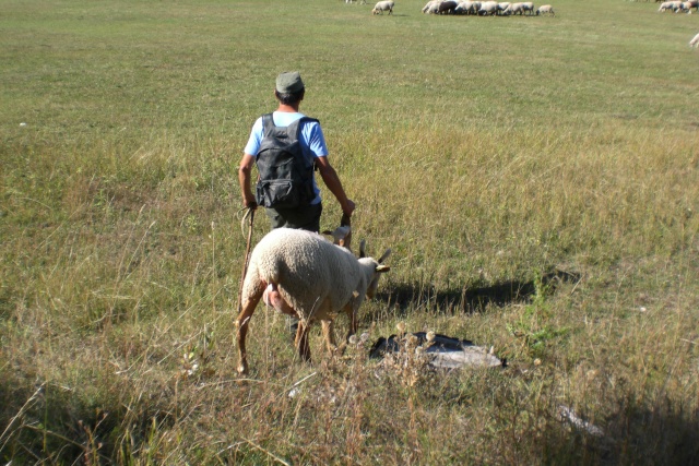 transhumance dans le sud Transh17