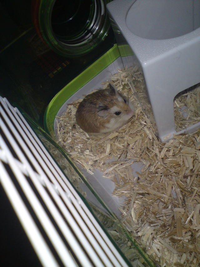 [hamster] yumé ma mini moi  Dsc00014