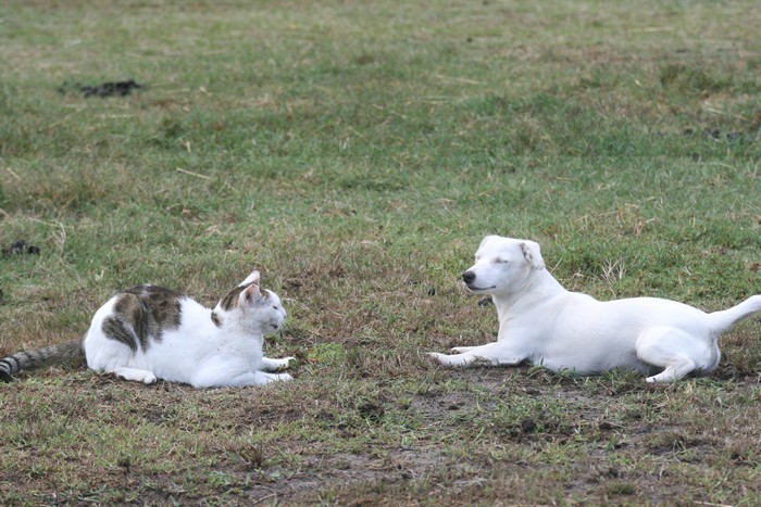 Chat blanc aux yeux bleus  Blanch10