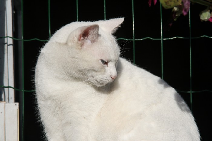 Chat blanc aux yeux bleus  Blandi12
