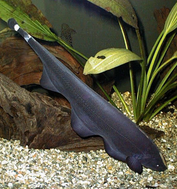 Рыба-Нож (Apteronotus albifrons) Nndddd10