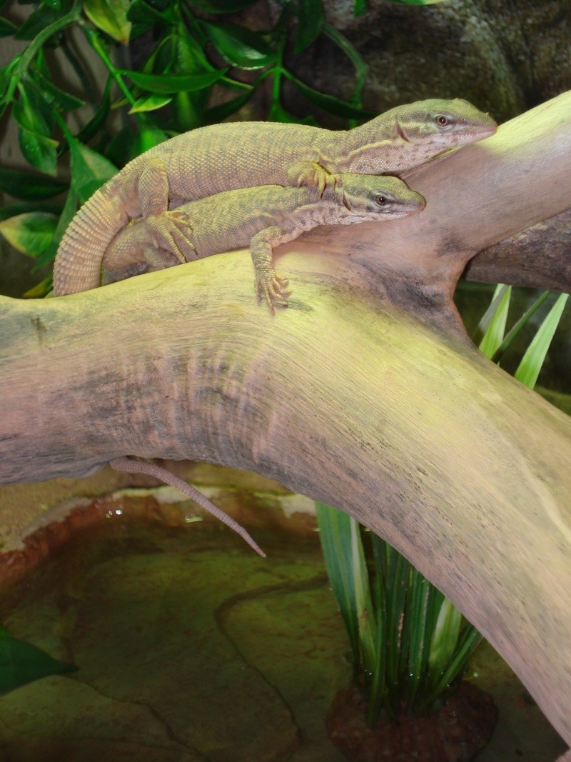 varanus acanthurus Dsc00711