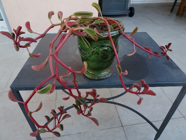 Peperomia graveolens 002_6319