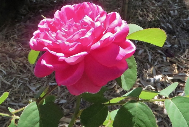 rosier 'Rose de Rescht' 004_6410