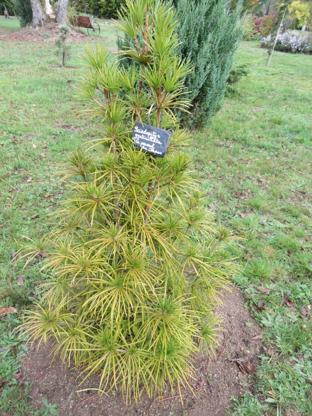 Sciadopitys verticillata- Devinette pas facile 00910