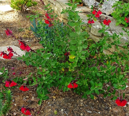 Salvia greggii 'Flame'  011_5311