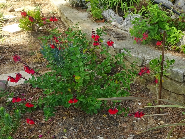 Salvia greggii 'Flame'  012_6311