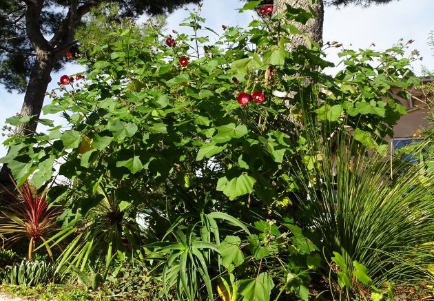 Phymosia umbellata 014_6311