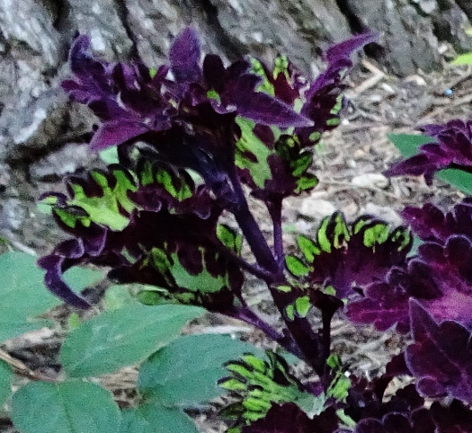 Solenostemon (= Coleus) - le genre - Page 4 030_5310