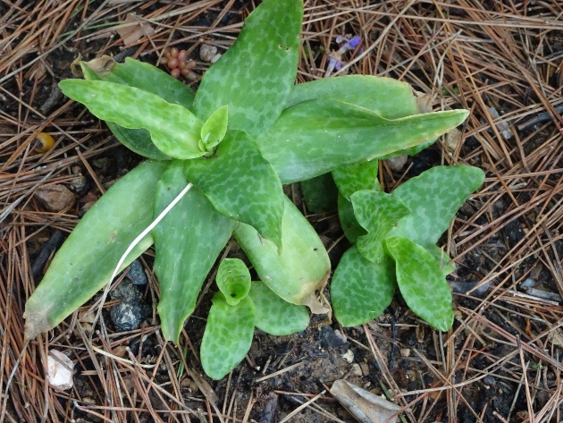 Ledebouria socialis [Identification] 034_6310