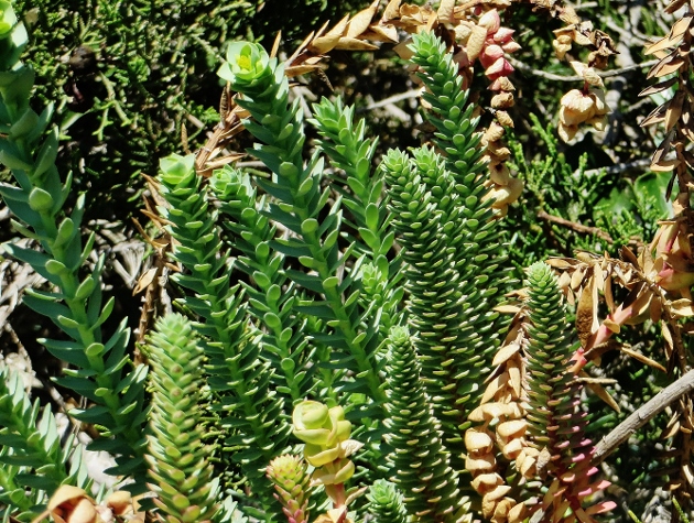 Euphorbia paralias - euphorbe des dunes, euphorbe maritime 076_6310