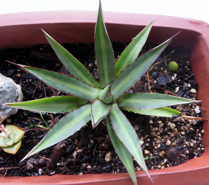 quelques Aloe dont je ne connais pas le nom 2014-118