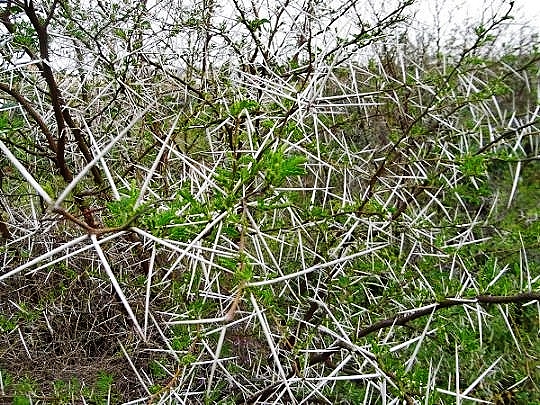 Déficoncours "piquants z'et aiguillons" - Les participations Acacia10