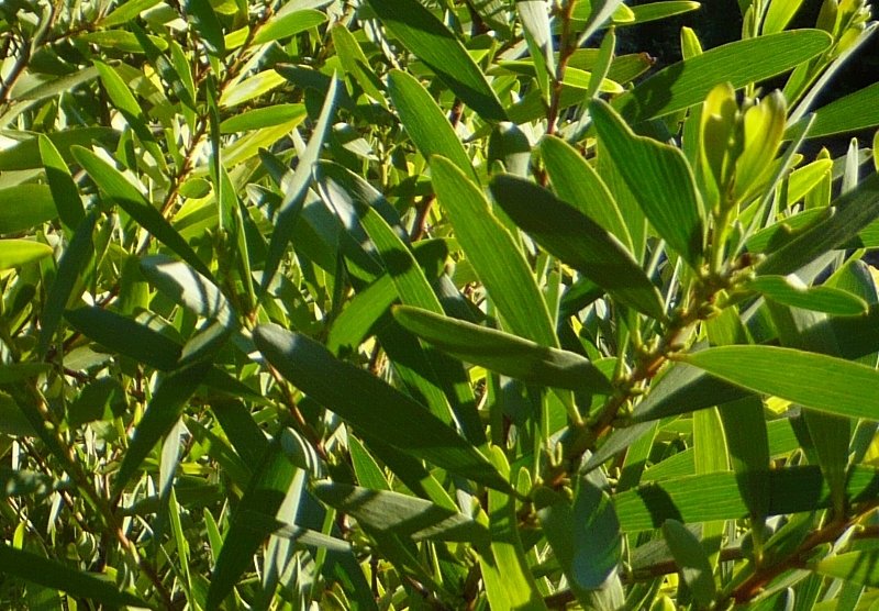 Phillyrea angustifolia - filaire à feuilles étroites Alater12