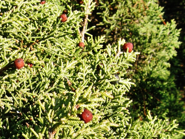 Juniperus phoenicea - genévrier de Phénicie Arbres11