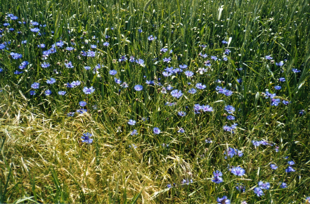 messicoles belles ou rares - Page 3 Bleuet10