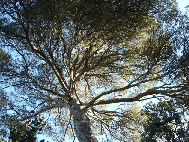 Pinus halepensis - pin d'Alep Chemin10