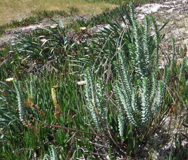 Euphorbia paralias - euphorbe des dunes, euphorbe maritime Corse_13