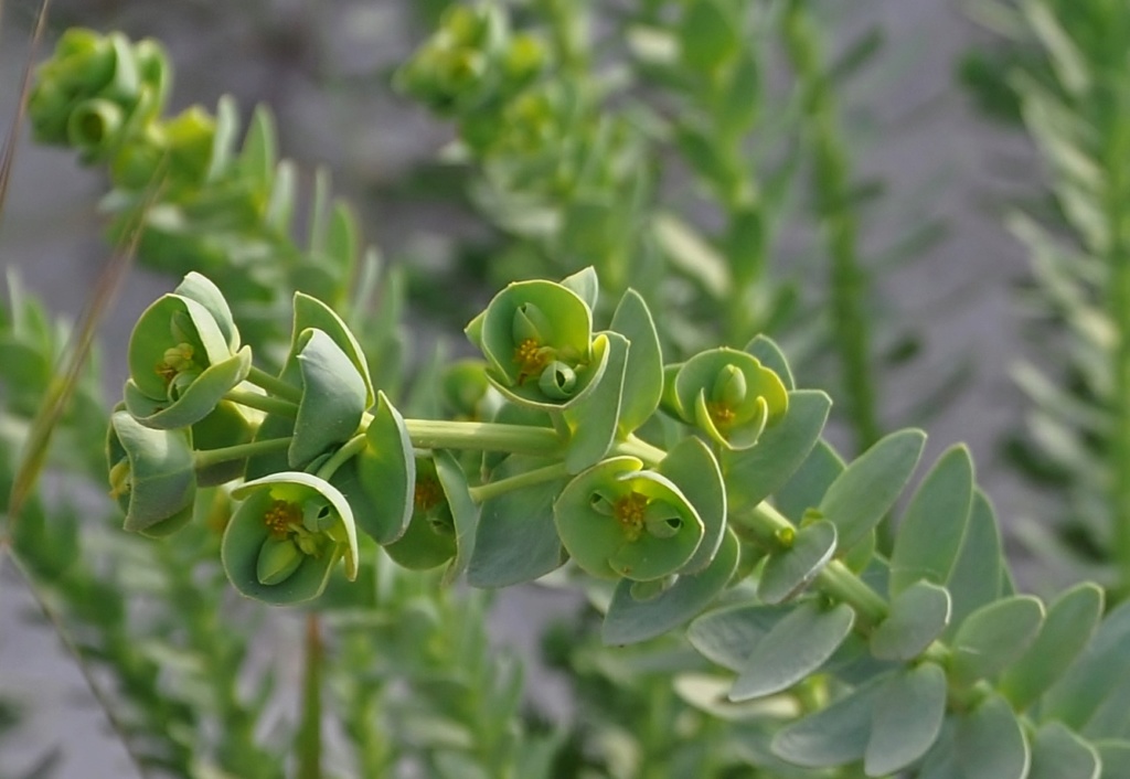 Euphorbia paralias - euphorbe des dunes, euphorbe maritime Corse_16