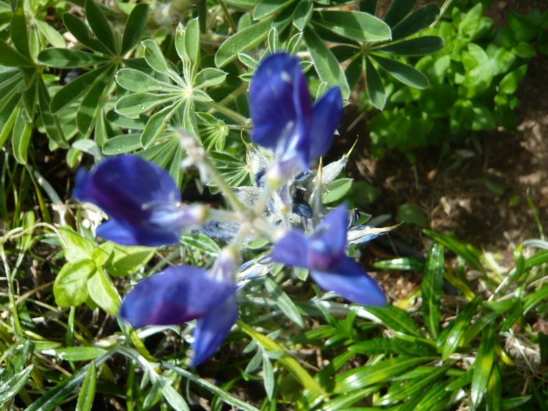 Lupinus angustifolius - lupin à feuilles étroites - Page 2 Corse_43