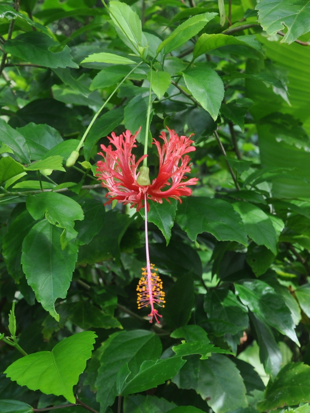 Hibiscus schizopetalus - hibiscus lanterne japonaise Costa108