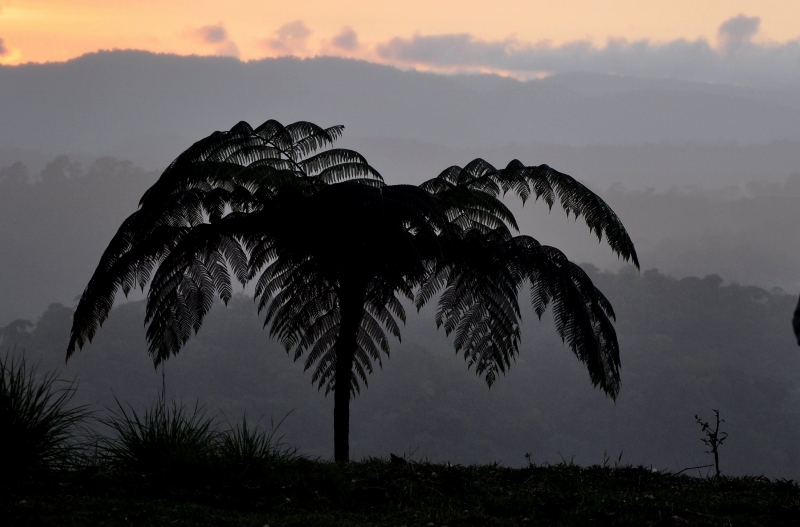 fougères géantes au Costa-Rica Costa_77