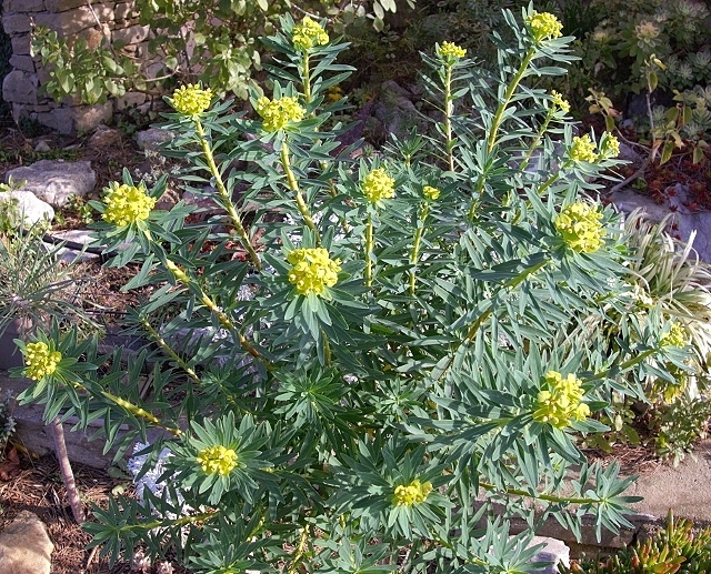 Euphorbia dendroides - euphorbe arborescente - Page 2 Dsc00114