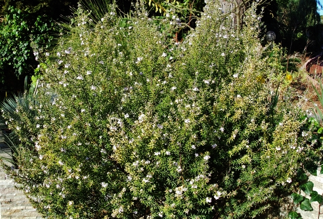 Westringia longifolia - romarin d'Australie Dsc00126