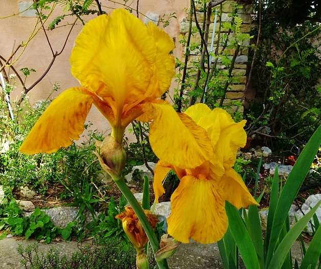 Iris 'Royal Sovereign' [identification] Iris jaune foncé (Claire n°1)  Dsc04120