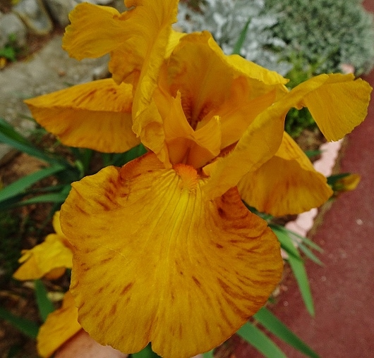 Iris 'Royal Sovereign' [identification] Iris jaune foncé (Claire n°1)  Dsc04123
