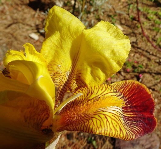 Iris variegata rouge (Claire n°2) [identification en cours] Dsc04126