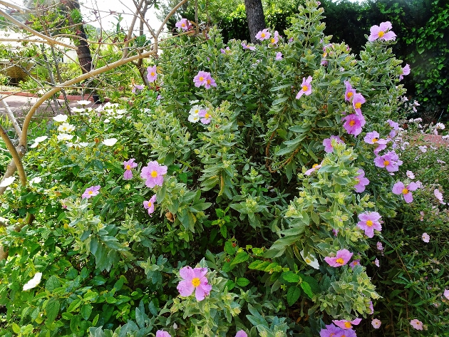 Cistus albidus - ciste cotonneux Dsc04129