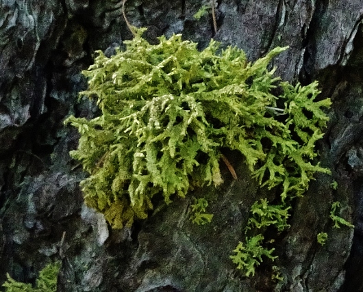 Letharia vulpina - lichen du renard Dsc04816