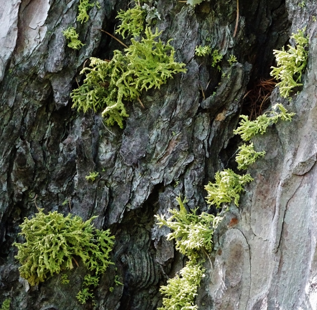 Défi concours : " Fantastiques Lichens  "- Participations  Dsc04831