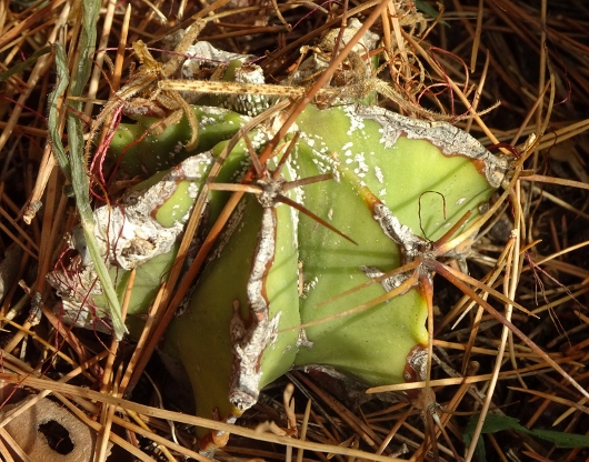 Astrophytum ornatum - Page 2 Dsc05312