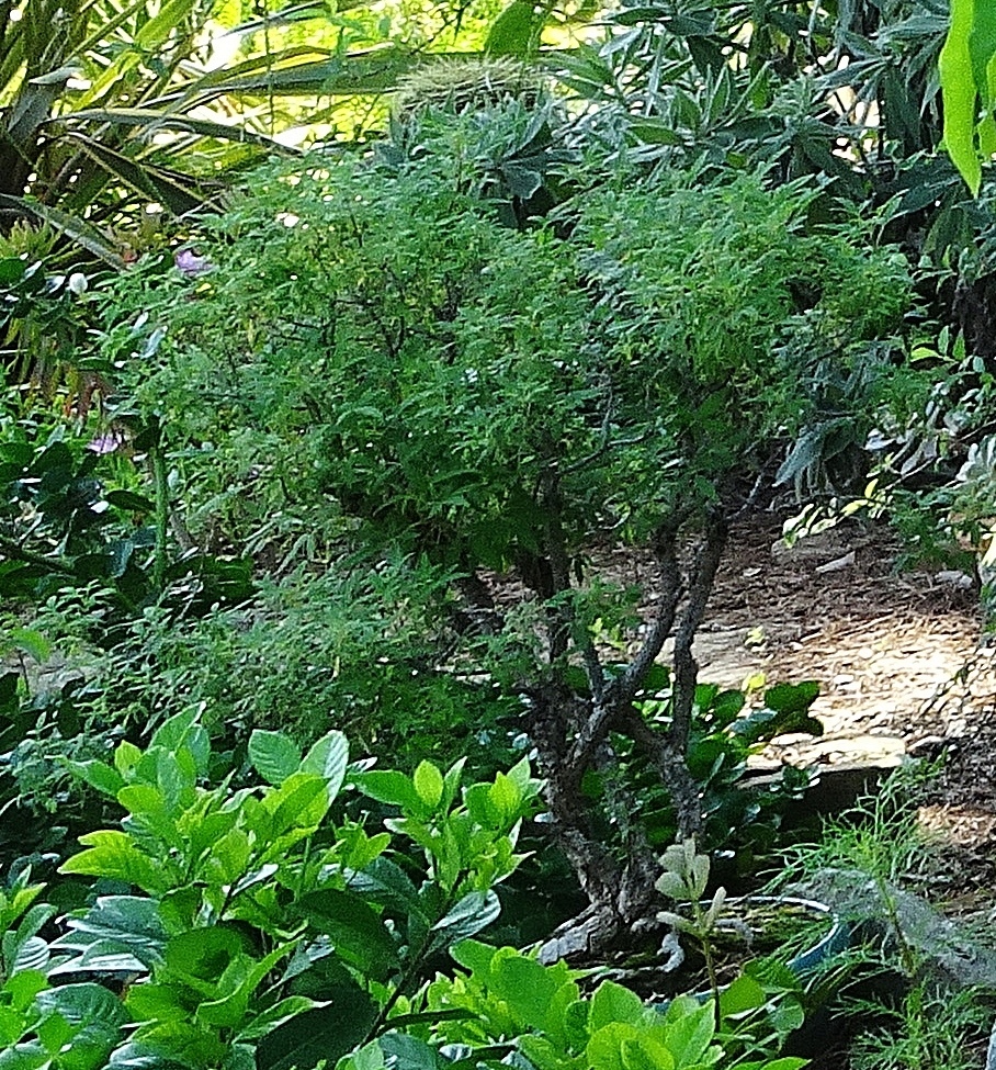 Bonsaï Vitex agnus castus - Page 3 Dsc05321