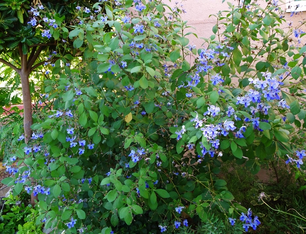 Rotheca myricoides (= Clerodendrum ugandense) - clérodendron ougandais - Page 2 Dsc05329