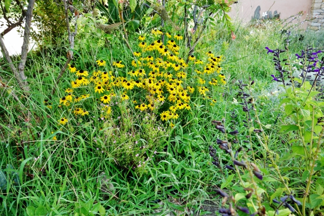 Les mauvaises herbes, nécessaires à la bonne santé des cultures Dsc05524