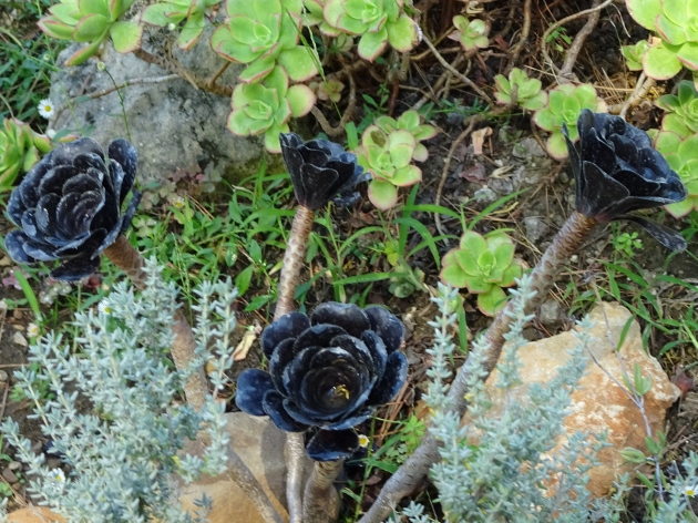 Aeonium arboreum 'Zwartkop' - Page 2 Dsc05716