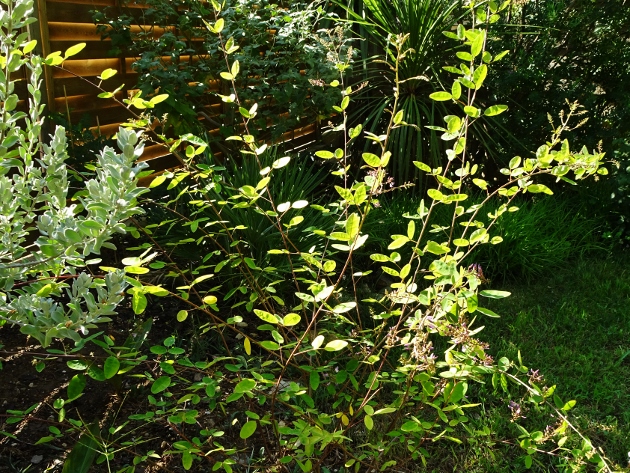 Campylotropis macrocarpa [Devinette arbuste] Dsc05736
