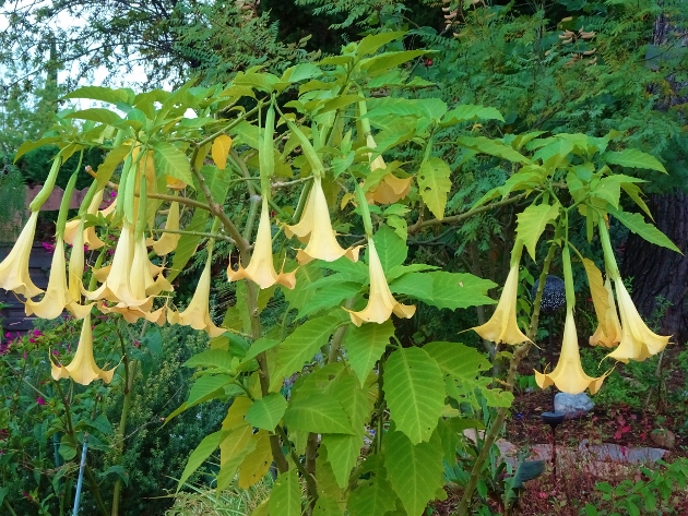 Brugmansia - le genre - Page 9 Dsc05824