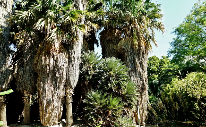Les palmiers du Parc Borely à Marseille Dsc05832