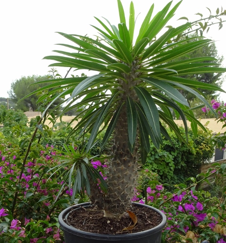 pachypodium - Pachypodium lamerei - Page 3 Dsc05910