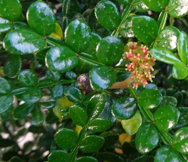 Zanthoxylum beecheyanum - faux poivrier du Sichouan Dsc05924