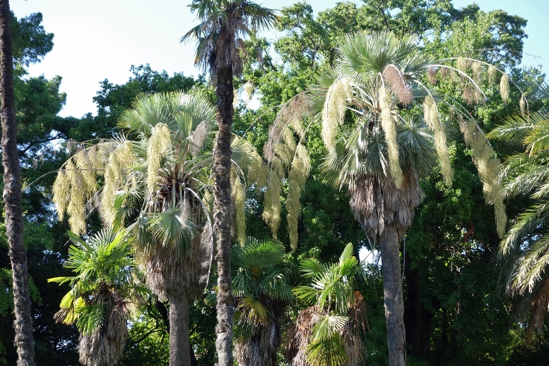 Les palmiers du Parc Borely à Marseille Dsc05936