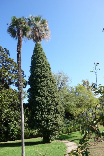 Les palmiers du Parc Borely à Marseille Dsc05937