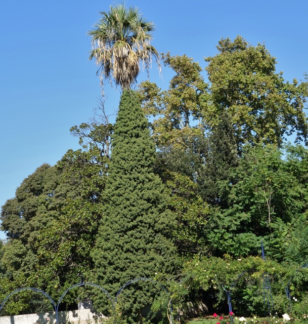 Les palmiers du Parc Borely à Marseille Dsc05938