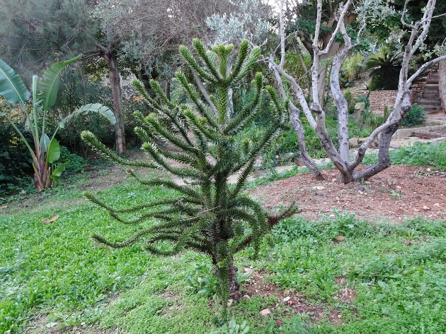 Identifications Xérophytes : Chamaerops humilis ; Dracaena draco ; Araucaria araucana ; Trithrinax ; Trithrinax campestris Dsc06137