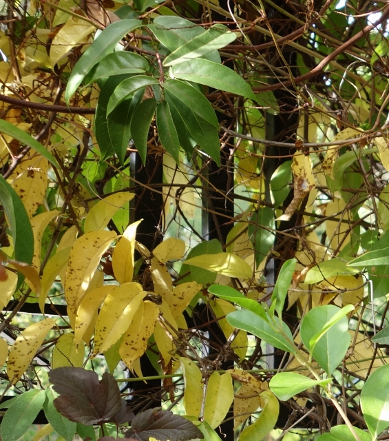 Dodoneaea viscosa ; Nerium oleander) ; Photinia villosa,Volkameria inermis ; Hardenbergia -  Une devinette en plein confinement trouvée Dsc06168