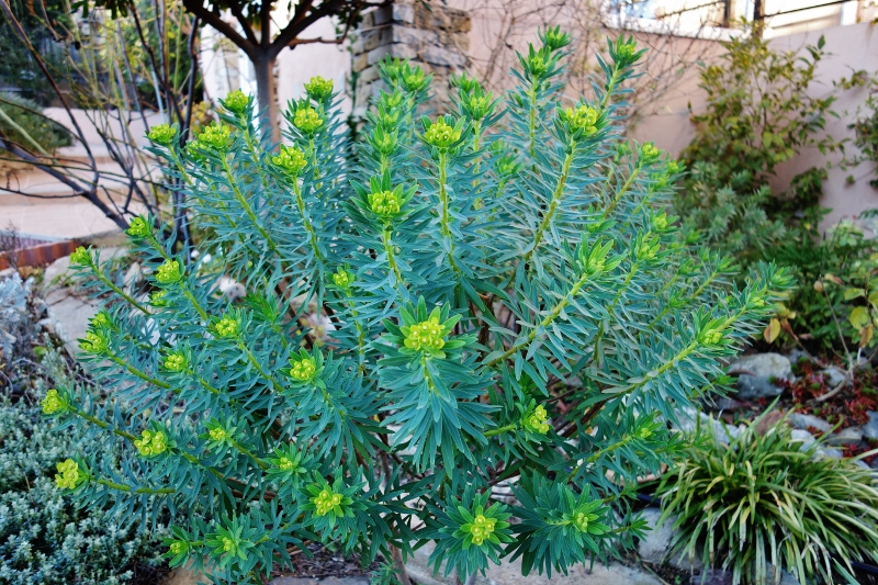 Euphorbia dendroides - euphorbe arborescente - Page 2 Dsc06418